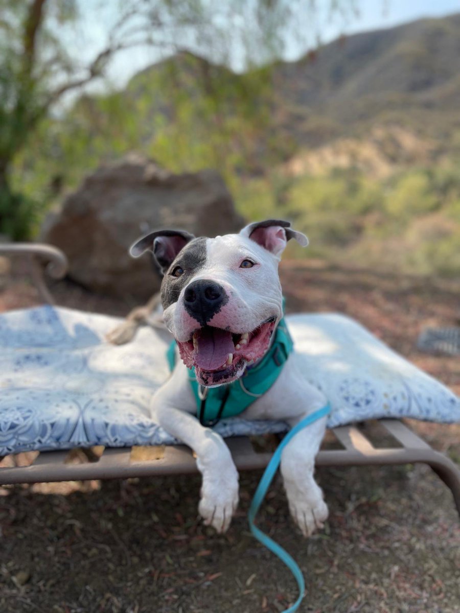 angelcitypits's tweet photo. What your gift makes possible: Butterbear recovered from heat stroke and paralysis after extensive rehab, and was adopted!Mookie the singleton pitten was raised with help from ACPB alum Yoli.Patch went on enrichment outings to take a break from the city. https://t.co/eAooEyTCCz https://t.co/3WXOC8VUWn
