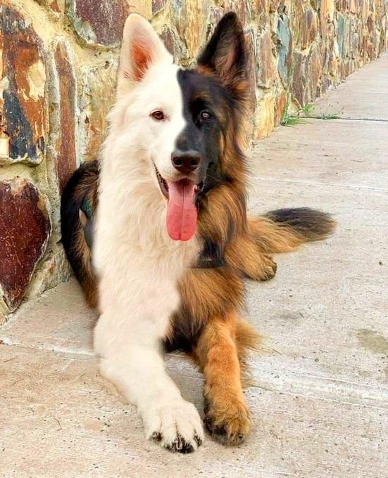 TheDogsJournal tweet picture