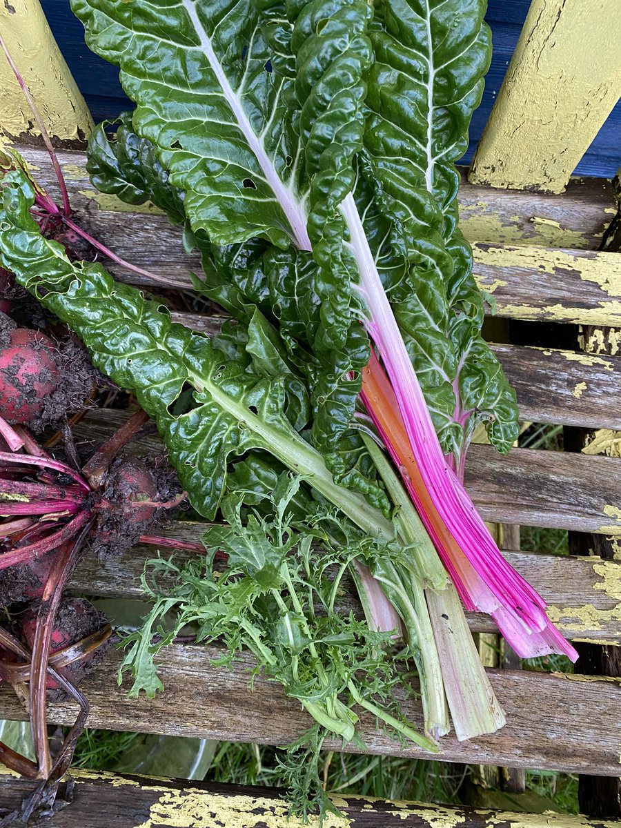 seaparkin's tweet photo. Harvesting, sowing winter salad &amp; planting late bulbs. Good to get out. Kale, chard, beetroot &amp; mizuna. Thank you for your support for me allotments. Still not secured but hopeful. 🤞#derbyshire #allotments #growyourown #food #wintergrowing https://t.co/5VK99s0Wqm
