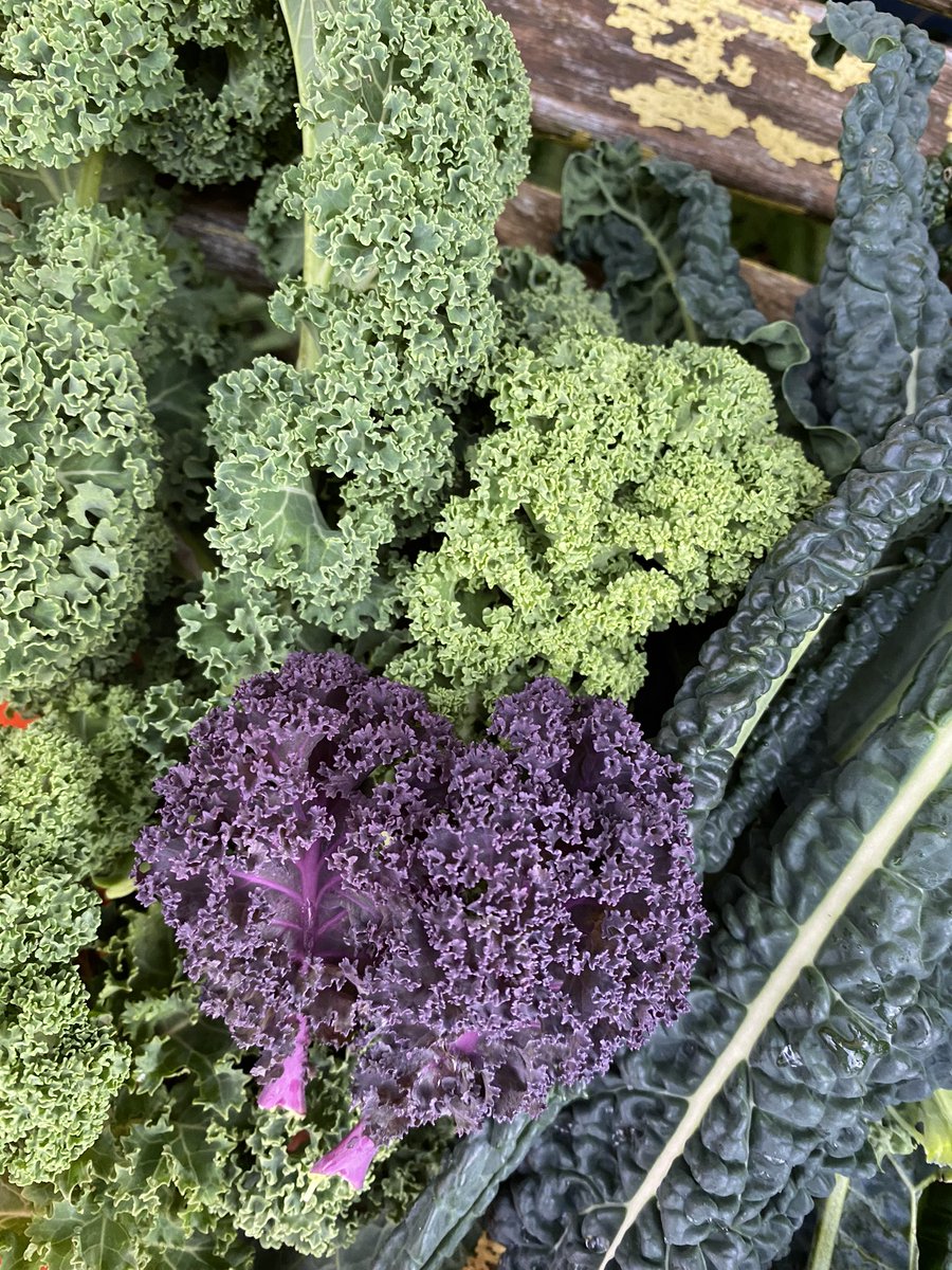 seaparkin's tweet photo. Harvesting, sowing winter salad &amp; planting late bulbs. Good to get out. Kale, chard, beetroot &amp; mizuna. Thank you for your support for me allotments. Still not secured but hopeful. 🤞#derbyshire #allotments #growyourown #food #wintergrowing https://t.co/5VK99s0Wqm