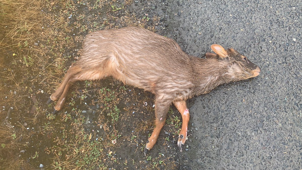 DefendamsChiloe's tweet photo. #Ahora | 
En plena víspera de #AnoNuevo2022  , continúa la TRAGEDIA DE BUTALCURA .
🛑 lamentable 
@CECPAN @Chiloesilvestre @soychiloe @JaimeSaezQuiroz @faunanimo @kattykowaleczko https://t.co/sVraun7o5g