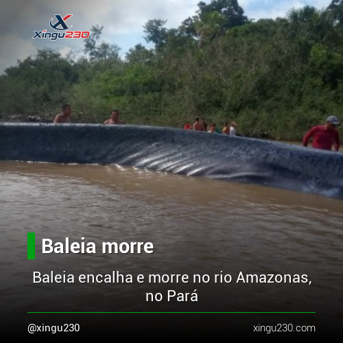 xingu230's tweet photo. Uma baleia da espécie Fin encalhou no Rio Amazonas entre duas ilhas do arquipélago do Marajó, norte do Pará, nesta quinta-feira (30). 

As informações completas no link em nossa bio.

#notícias #pará #altamira #xingu230 #notíciasdopará #xingu #transamazônica https://t.co/9JPetOwypR