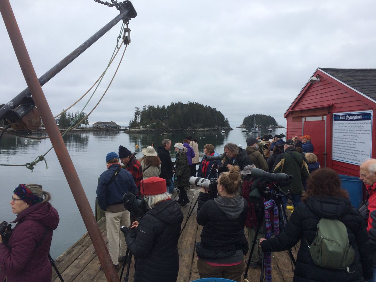 DeirdreStires's tweet photo. Nothing like closing out a year with 200-300 birders.
As Dad used to say, the eagle has landed -- this time in Maine.
#IsawTheEagle #stellerseagle #FarFromHome #Mainebirding #birding https://t.co/qeyT6yNYGn