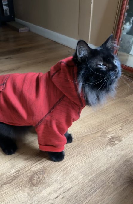 Just a gentleman in his hoodie https://t.co/IY2RWaGtm9<a href="/tag/smcontest"class="tags"><span>#smcontest</span></a>