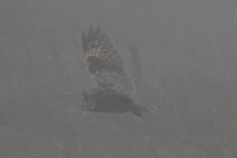 JoshsWildlife's tweet photo. A first for 2021 was seeing a short-eared #owl. Never seen one before. I wish Iβd got a better #photo but it was flying through the #mist.
#animals #shorteared #birds #owls #birdphotography #birdofprey #bird https://t.co/PyCEoUNhyw