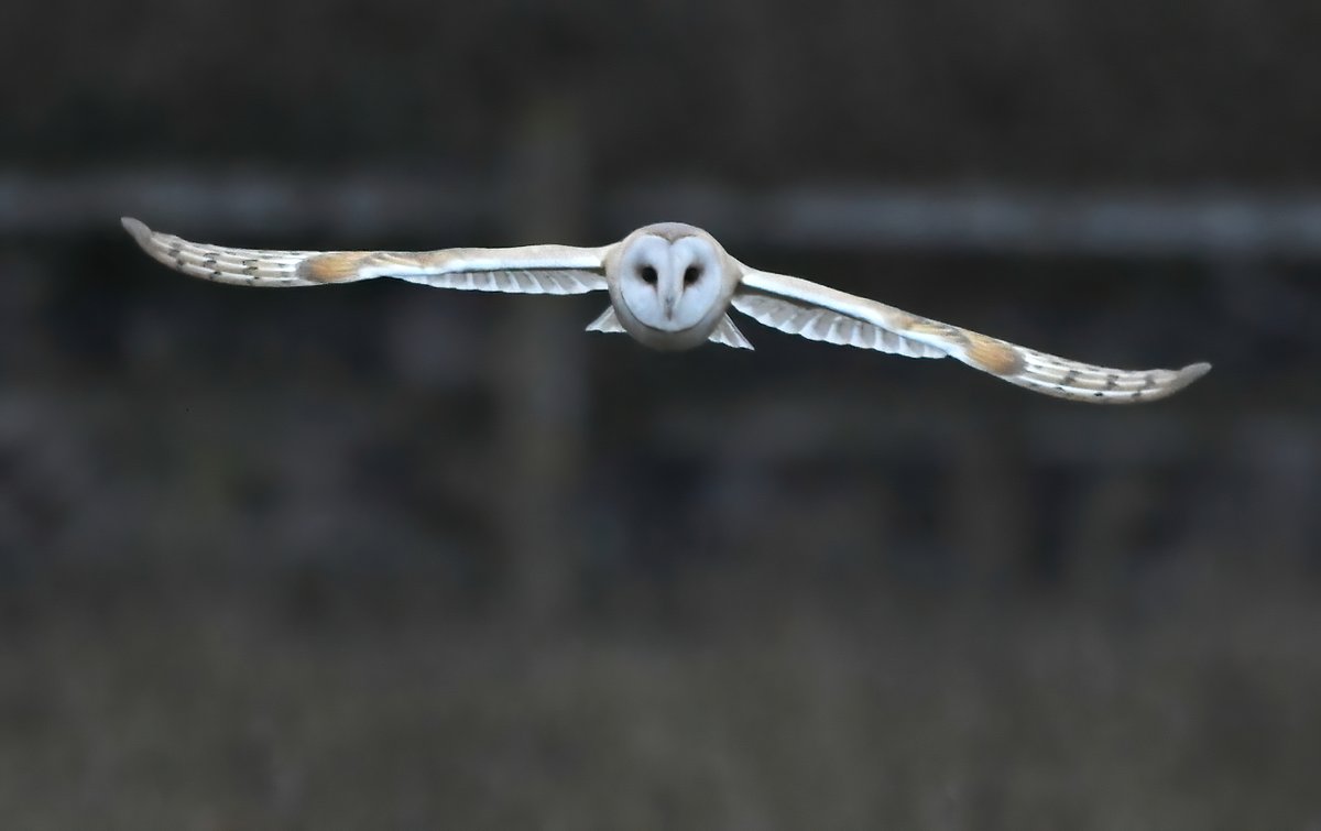 CarlBovisNature's tweet photo. IT'S THE FINAL! 😀
 Please vote and share, which of these photos is your favourite, and should be my 2021 winner? 🤔

1. Kingfishers in flight 🐦
2. Blackbird moon 🐦
3. Barn Owl approach 🐦
4. Ballerina Chaffinch 🐦

Please vote for your favourite in the poll below ⬇️🐦⬇️ https://t.co/jiK8ncCMFi