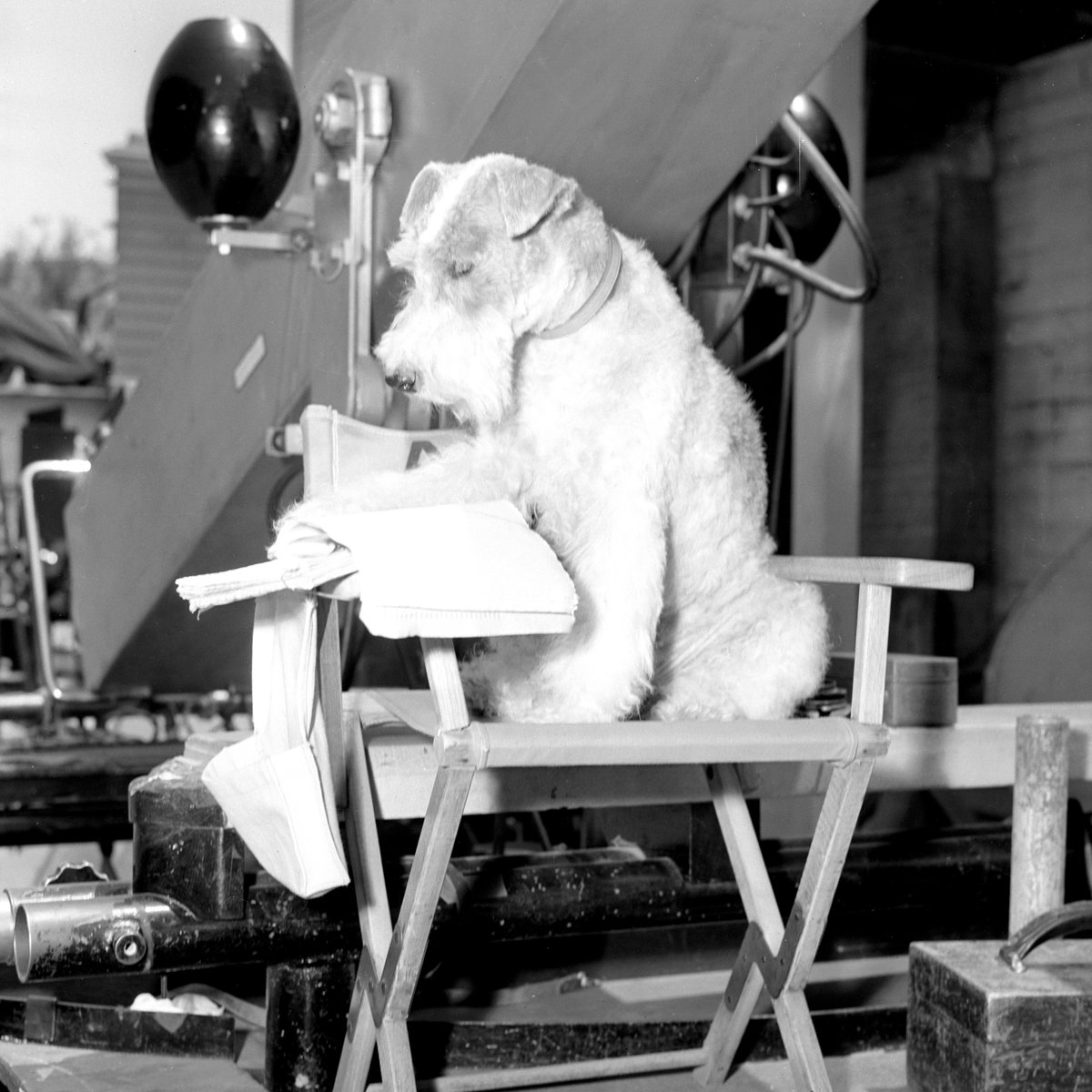 tcm's tweet photo. This is Asta. He's a very good boy who helps his owners Nick and Nora solve crimes. Audiences loved him so much, he lifted the hearts of people during the Depression. We'd rate him 14/10. https://t.co/W0NxbamujG