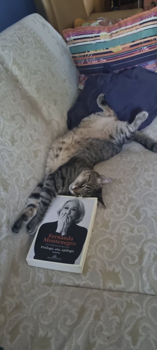 Drika_Collares's tweet photo. Tem gente que cai no sono depois de ler... #catreader #lazycat #catlovers #leiamais #lerébacana https://t.co/fHZXKC4QdZ