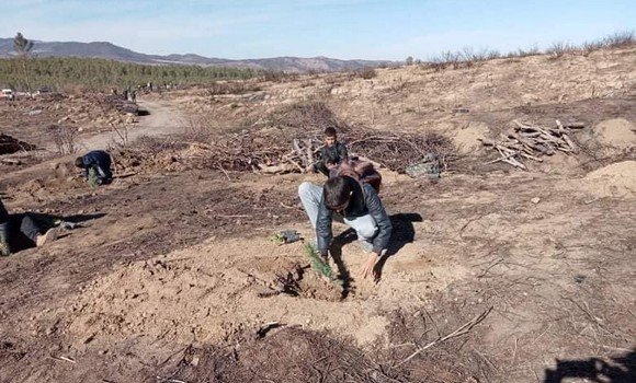 APS_Algerie's tweet photo. #Khenchela: un programme ambitieux pour #reboiser en 2022 les forêts incendiées
https://t.co/O8hpO9dGjW https://t.co/HWje77XCji