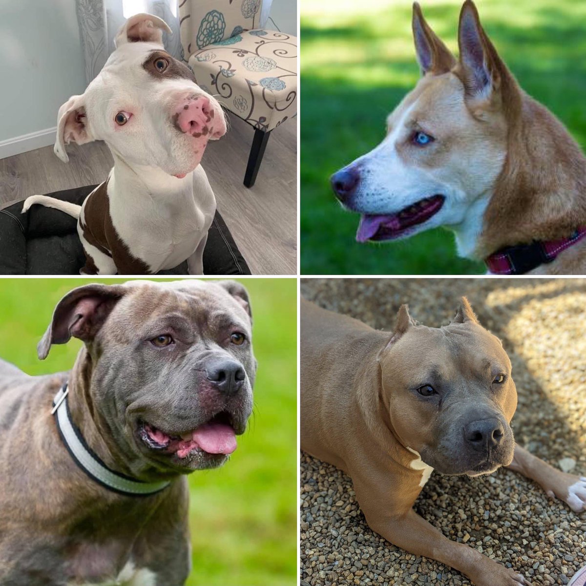 Tennessee, Morgan, Salsa, and Princess are just a few of our shelter  pups hoping to their FURever family in 2022. Contact the shelter at dogs@worcesterarl.org to learn more about these deserving dogs.
#WorcesterARL #ShelterPetsofWARL
