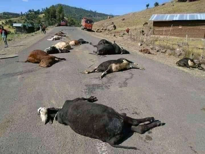 SaveEthiopia14's tweet photo. Again &amp; again, TPLF showed us who they are. Nothing was spared from TPLF distraction, school, Heath facilities, public &amp; private property alike; not even the animals 👇🏽; So deliberate, so vengeful. Who in the right mind would commit such a crime? 
#NoMore https://t.co/d8ZS8aHXdj