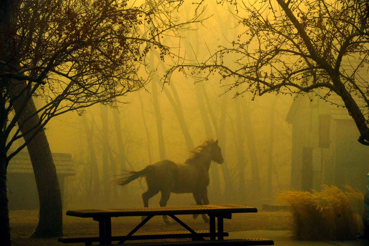 mitchellbyars's tweet image. In other good animal news, @hrichardson said the horse in this photo she took, which looks like the opening scene of an apocalypse movie, is safe