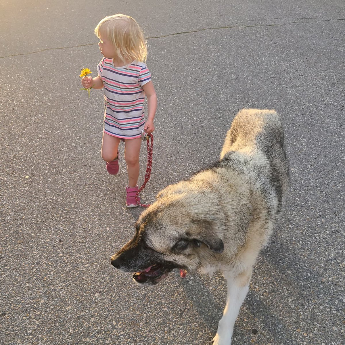 We said goodbye to sweet, old Ky this year. She loved sleeping in the narrowest places, eating rotten garbage whenever she could scrounge it, &amp; yelling at us when we were kissing. Ky loved @christse_ so much, &amp; I'm just lucky I got to crash their party for a few years