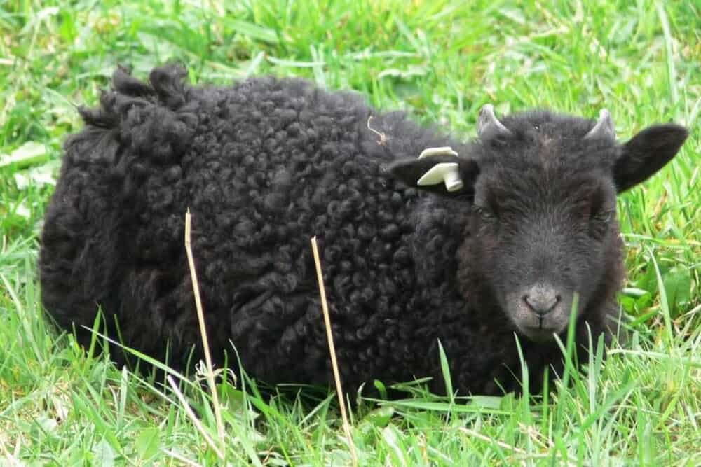 Овцы черного цвета. Черная овца. Черный ягненок. Черный баранчик. Пышная овца черная.