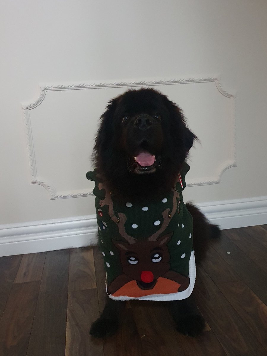 2021 was a bit shite at times. We won't dwell on it too much. So here's a photo of Henry wearing a Christmas jumper instead.
#newfie #henry #thestrugglewasreal #andthatsonlytalkingaboutgettinghimintothejumpernevermindtheyear #2021youshitbag #HNY #newfiebeginnings