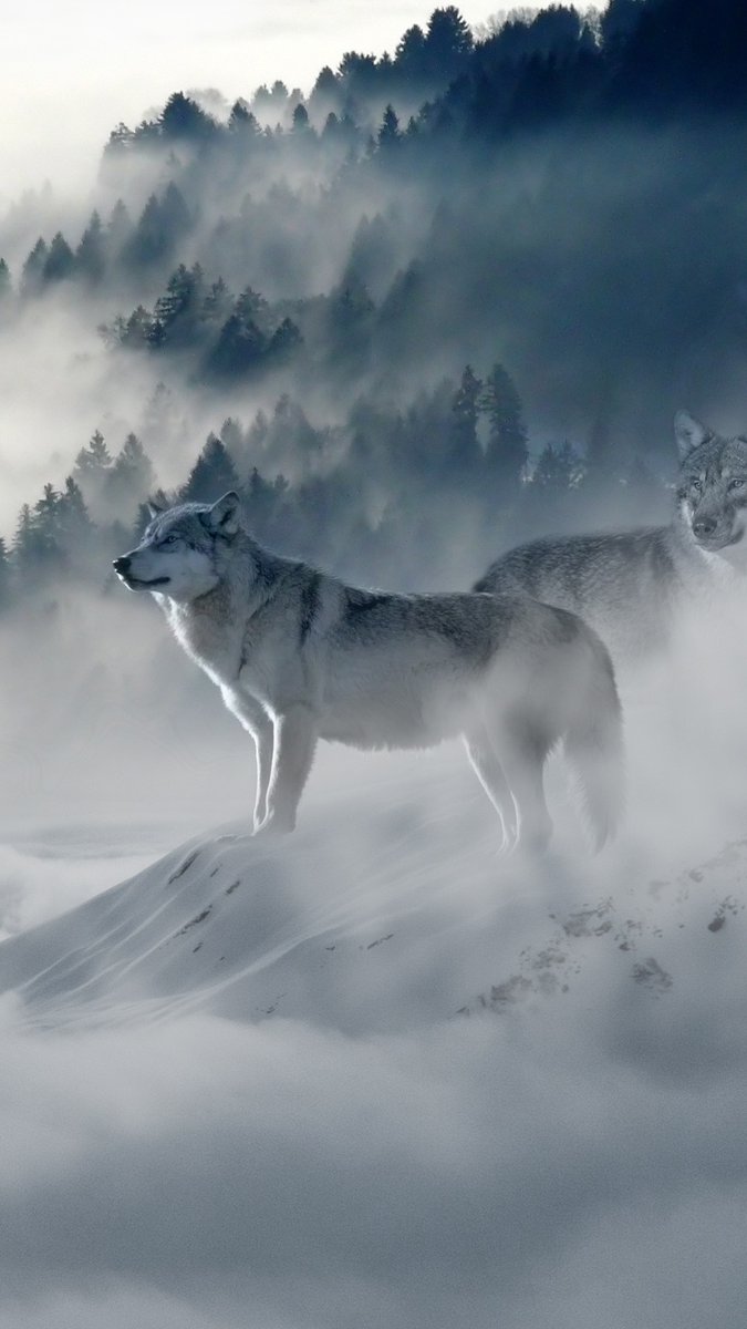 LoveSongs4Peace's tweet photo. 🐺 " Snow Wolves " 🐺 https://t.co/Lu63N480Cb