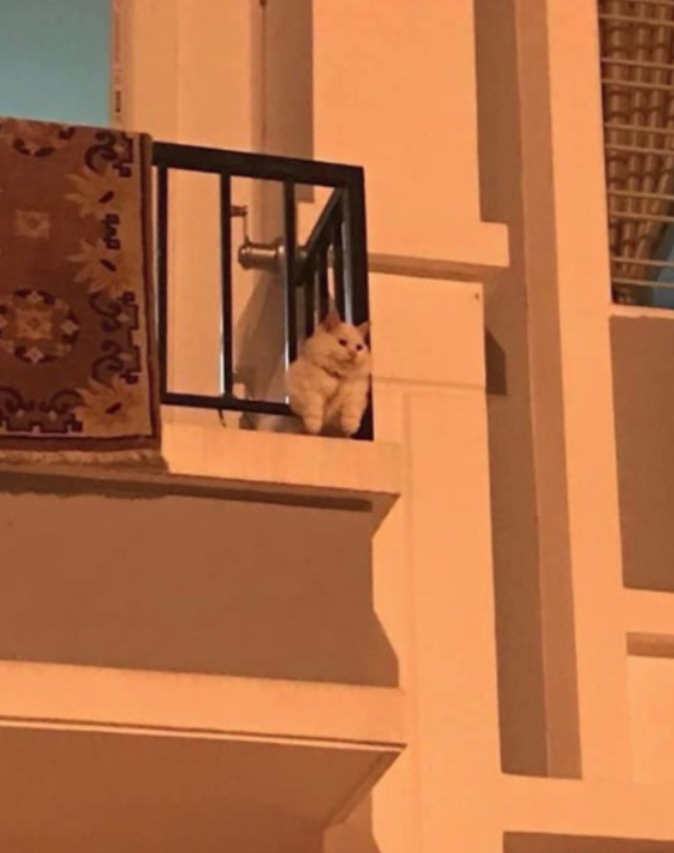Nini_MacBright's tweet photo. - NAN DÉSOLÉ J’PEUX PAS, J’SUIS CAS CONTACT https://t.co/SdlEX9nGki
