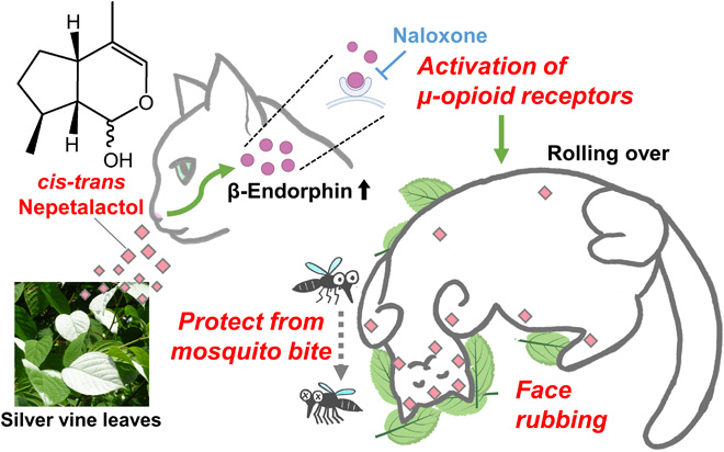 ScienceMagazine's tweet photo. Not only do catnip and silver vine hold a special place in felines’ hearts, research from @ScienceAdvances finds the intoxicating chemicals in these plants also protect cats from mosquito bites. https://t.co/9bkWc0avHG https://t.co/uvQcPF41kI