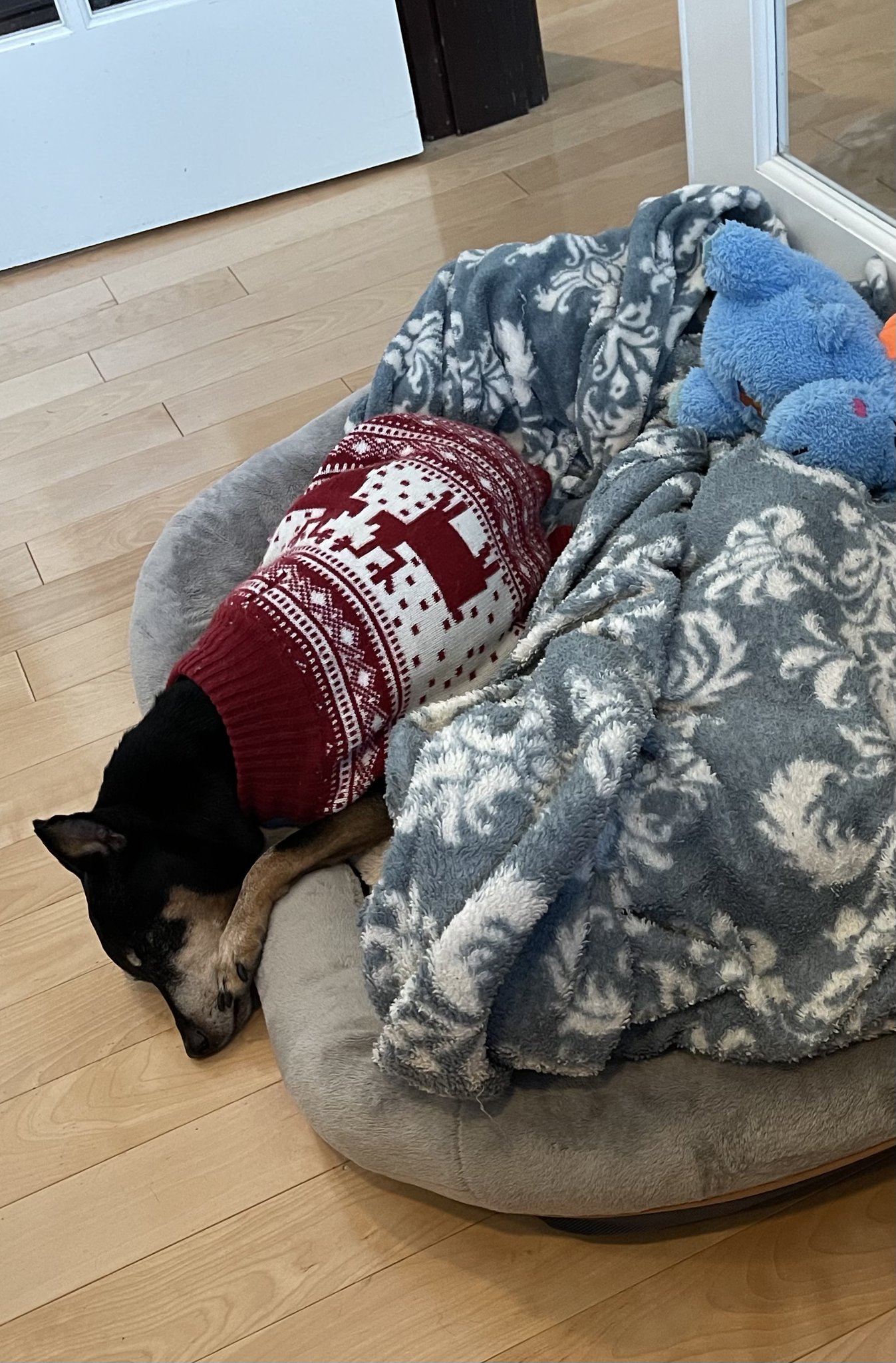 TW Pornstars - AmberCutie 🌴💙🦉. Twitter. So this is a new thing he does