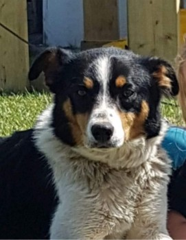 millypod1's tweet photo. 🆘30 DEC 2021. #STOLEN #ScanMe @NWPolice
3 Border Collies ALL Female
Disappeared from family farm #Bodedern #LL65
nr #Holyhead #Anglesey #Wales
SIGHTINGS PLZ ☎️07872519415/ 07983292735
https://t.co/bLl8xaznc5 https://t.co/WC2cPfxKSZ https://t.co/NUPomllVo9 https://t.co/A4i7YsjoS8