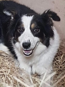 millypod1's tweet photo. 🆘30 DEC 2021. #STOLEN #ScanMe @NWPolice
3 Border Collies ALL Female
Disappeared from family farm #Bodedern #LL65
nr #Holyhead #Anglesey #Wales
SIGHTINGS PLZ ☎️07872519415/ 07983292735
https://t.co/bLl8xaznc5 https://t.co/WC2cPfxKSZ https://t.co/NUPomllVo9 https://t.co/A4i7YsjoS8