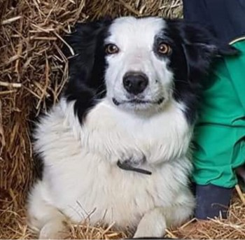 millypod1's tweet photo. 🆘30 DEC 2021. #STOLEN #ScanMe @NWPolice
3 Border Collies ALL Female
Disappeared from family farm #Bodedern #LL65
nr #Holyhead #Anglesey #Wales
SIGHTINGS PLZ ☎️07872519415/ 07983292735
https://t.co/bLl8xaznc5 https://t.co/WC2cPfxKSZ https://t.co/NUPomllVo9 https://t.co/A4i7YsjoS8