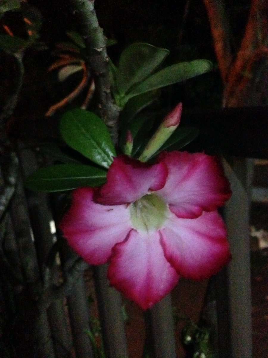 Salamat pagi
01-01-2022