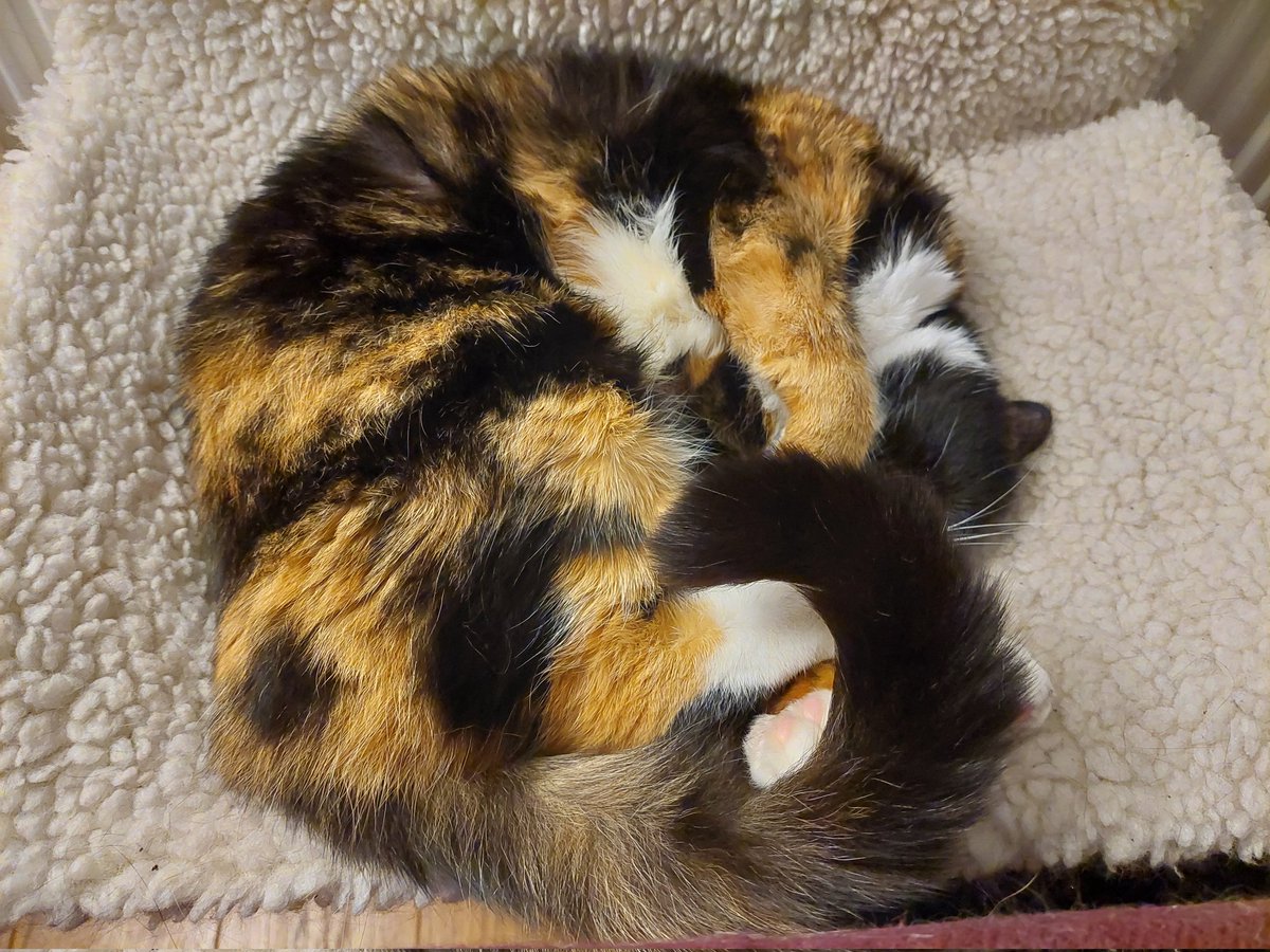 ecb1977's tweet photo. @MollyBoot1 But as per other replies, I do already have a rather fluffy companion who I would actually not swap for a red panda or otter. https://t.co/UvPhzaTRe1