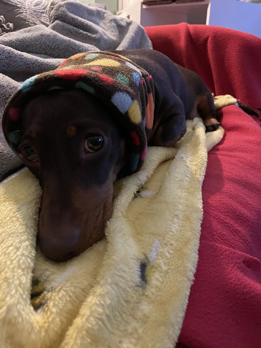 🐚 Shell Zenner 🐚 tweet media