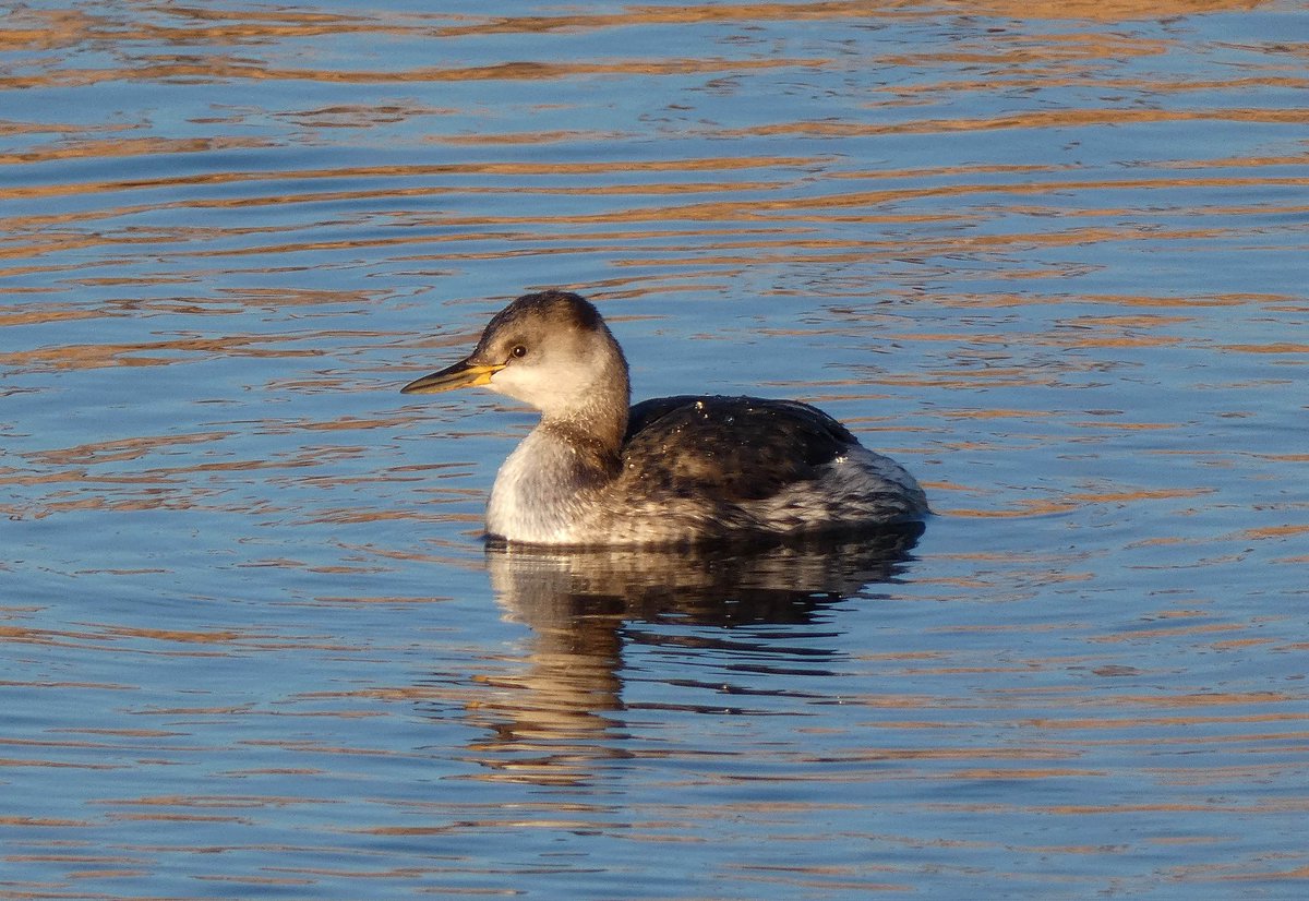 MinsmereMothMan's tweet photo. The end of another year of mostly green birding. Final total of 230 species, 225 of which were within 10 miles of home including 204 at Minsmere. I cycled 4252 miles and wore out two bikes! https://t.co/jgPP0LBG9K