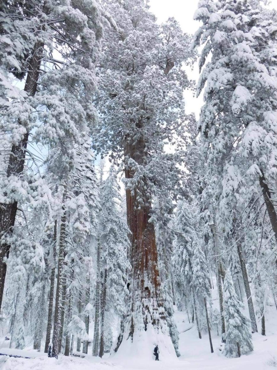 SequoiaKingsNPS tweet picture