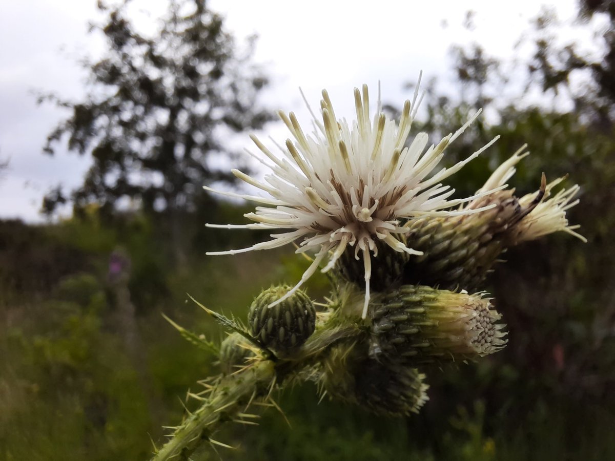 barcudcochcelyn's tweet photo. Another #favoritefind #wildflowerhour 2021 white form Marsh thistle in July. Really enjoying the #favoritefind trickle fantastic plants, photos and people nice one https://t.co/AQ8CK6OmDT