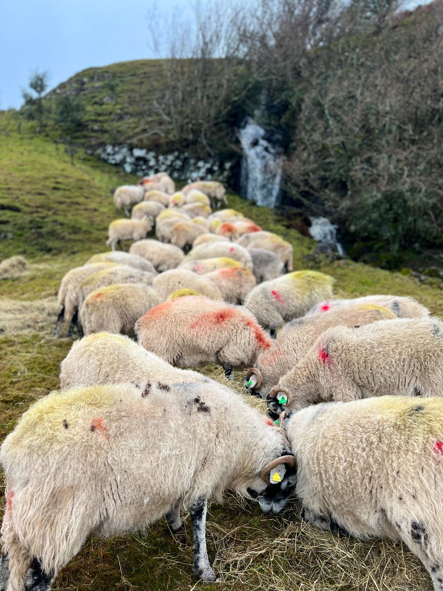 AmandaOwen8's tweet image. What a blustery end to the year.💨 

#swaledale #yorkshire #weather #shepherdess #NewYearsEve