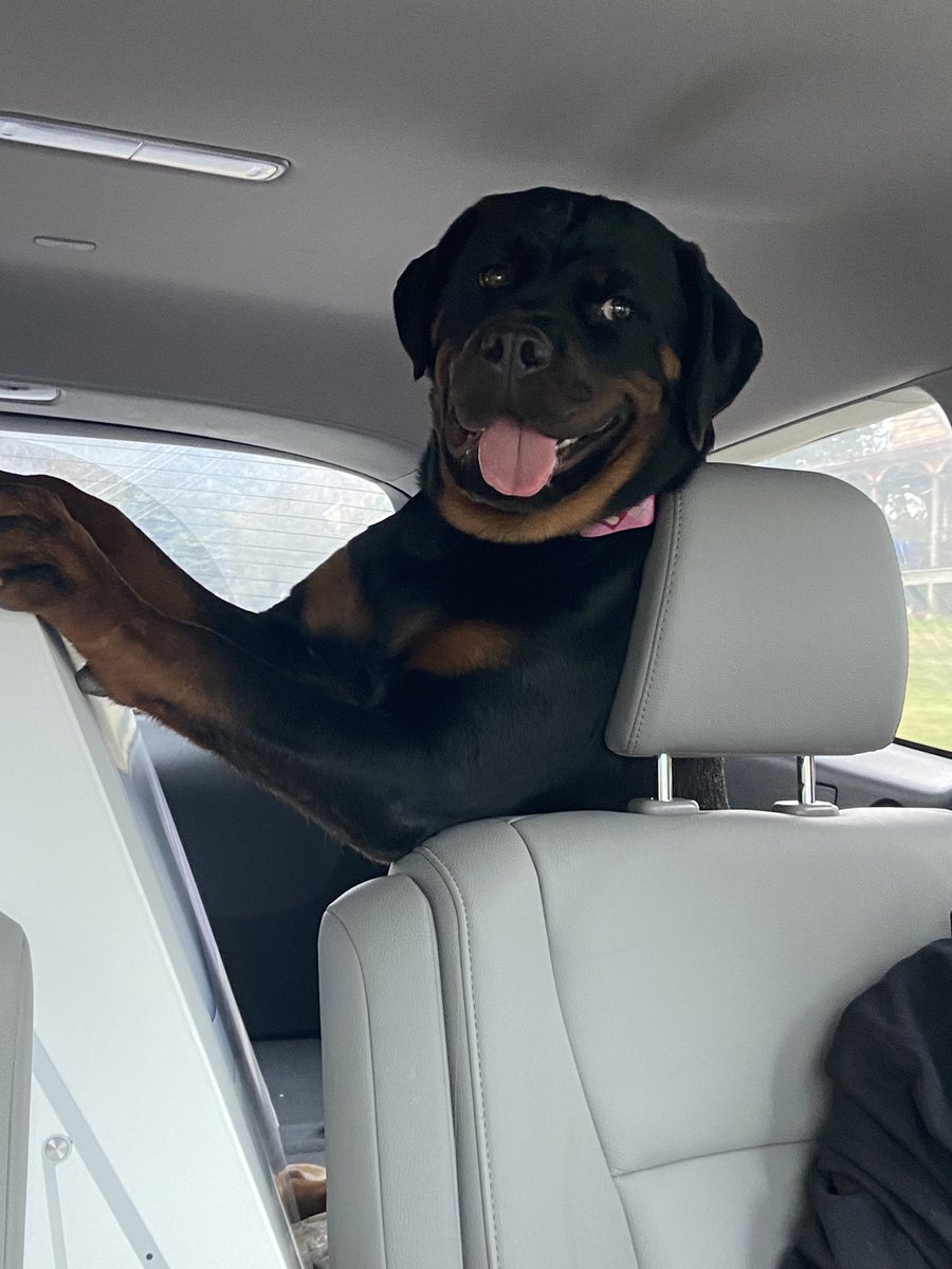 KenzieTheRottie's tweet image. Hi friends! I’m Kenzie :)