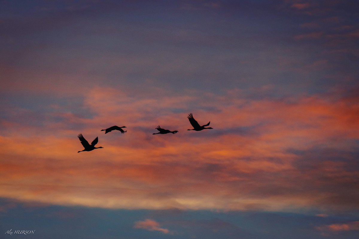 Alexandre HURSON tweet media