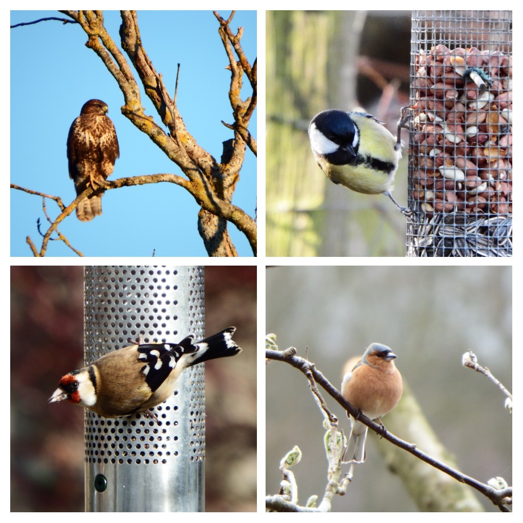 jamessims5's tweet photo. #favouritefinds some of the birds I've been lucky enough to see this year, some for the first time, some old favourites that I'm always happy to see https://t.co/NlsST8KWvd