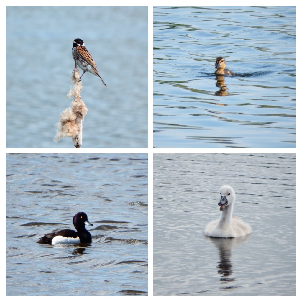 jamessims5's tweet photo. #favouritefinds some of the birds I've been lucky enough to see this year, some for the first time, some old favourites that I'm always happy to see https://t.co/NlsST8KWvd