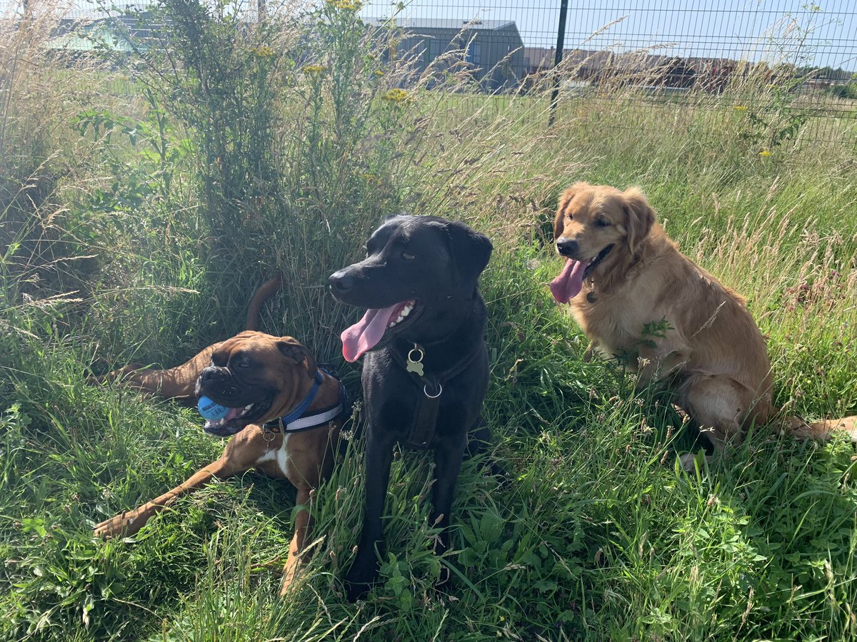 bowow_jack's tweet photo. Big shout out to my amazing friends who have got me through this year. Wishing you all a very HEALTHY new year #DogsofTwittter #HappyNewYear2022 #NewYear2022 https://t.co/uMwnVvGbN1