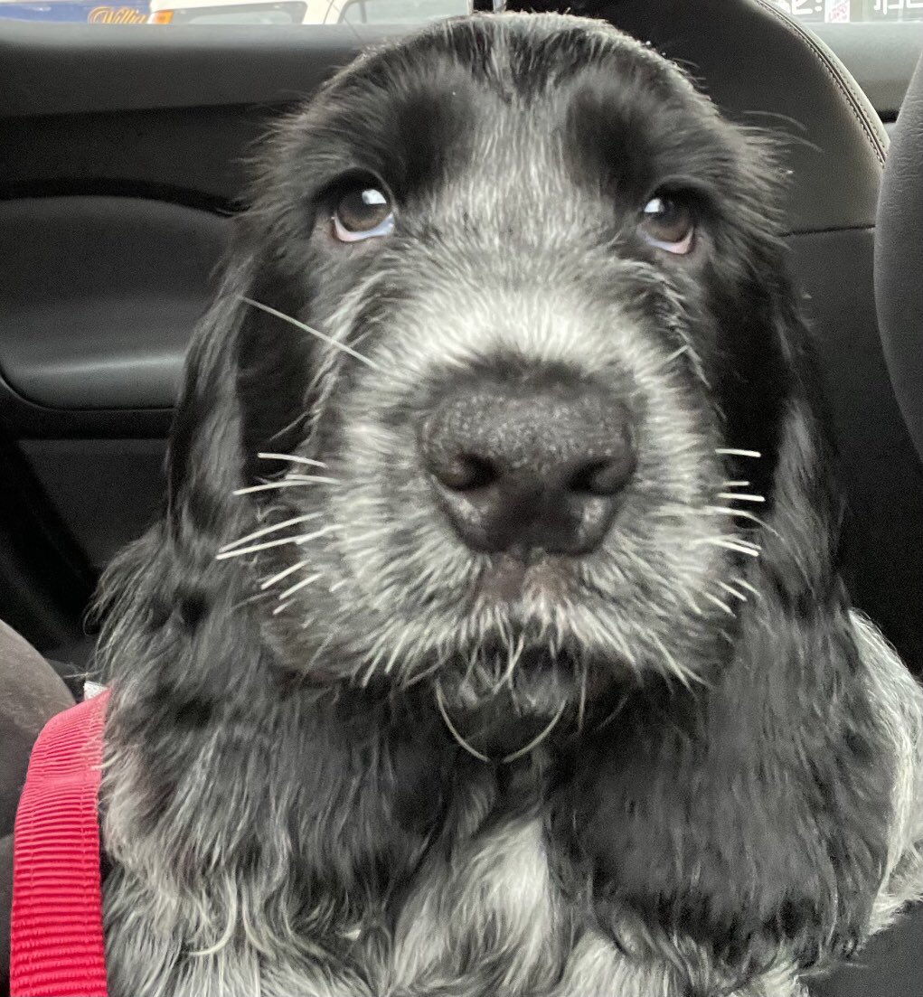 CathbrierleyW's tweet photo. @draperel @TutorSinead Enda and Gus sending doggy kisses to you E xxx https://t.co/9WvcEfDt3l