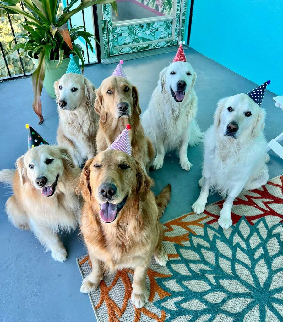 TheGoldenRatio4's tweet photo. NYE Celebrations underway here in the household 🎉 🥂 #nye2021 https://t.co/Ln8mnvGSbw