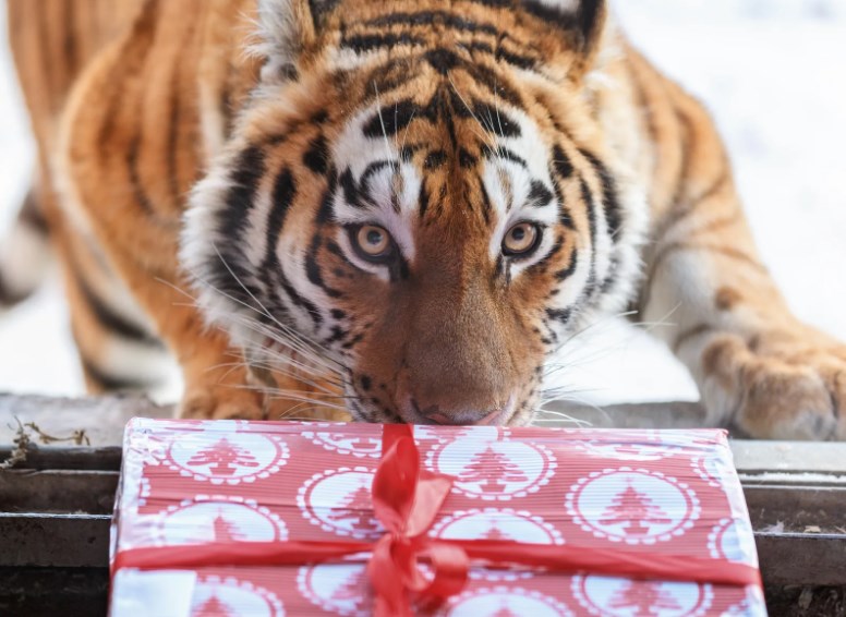 С Новым годом! 🌲🎉
Пусть 2022 год принесет много счастья, новых впечатлений, приятных сюрпризов и исполнит все желания! 🎁❤

#сновымгодом #новыйгод #годтигра #нг #newyear #новыйгод2022 #тигры #тигр #cat #cats #праздник
