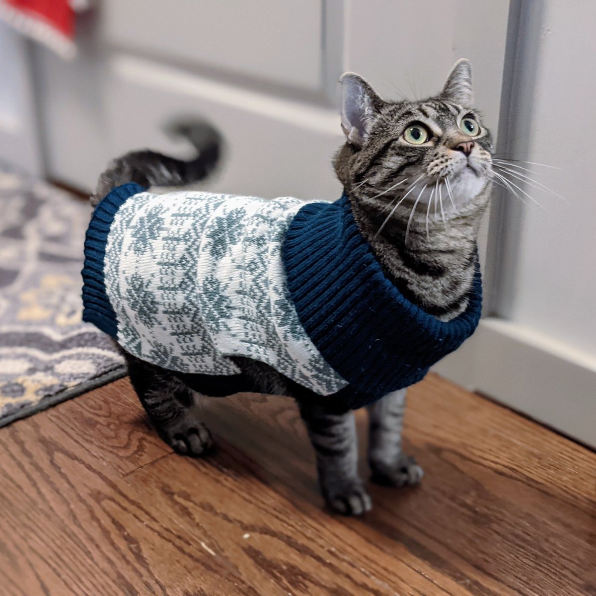 As a reward for raising $15,000 for UNICEF, Cleo graces you with a picture of her in a cozy Christmas sweater.
youtu.be/Z2kBKdX0e-c
-B