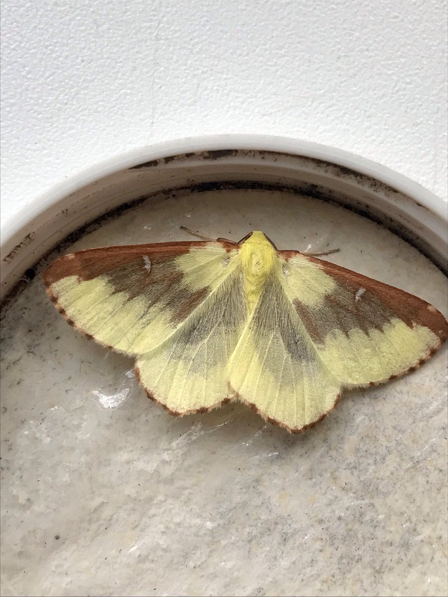 Glen Maddison tweet media