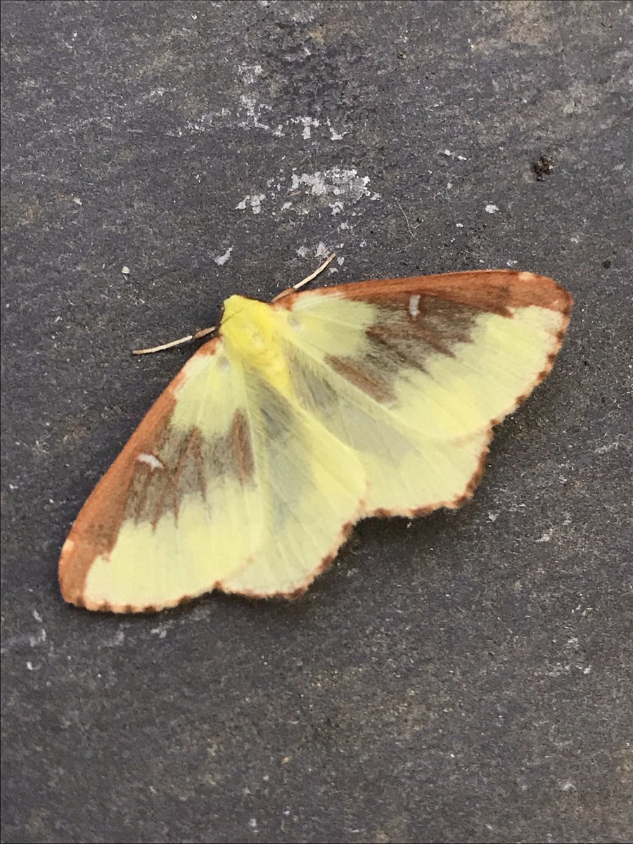 Glen Maddison tweet media