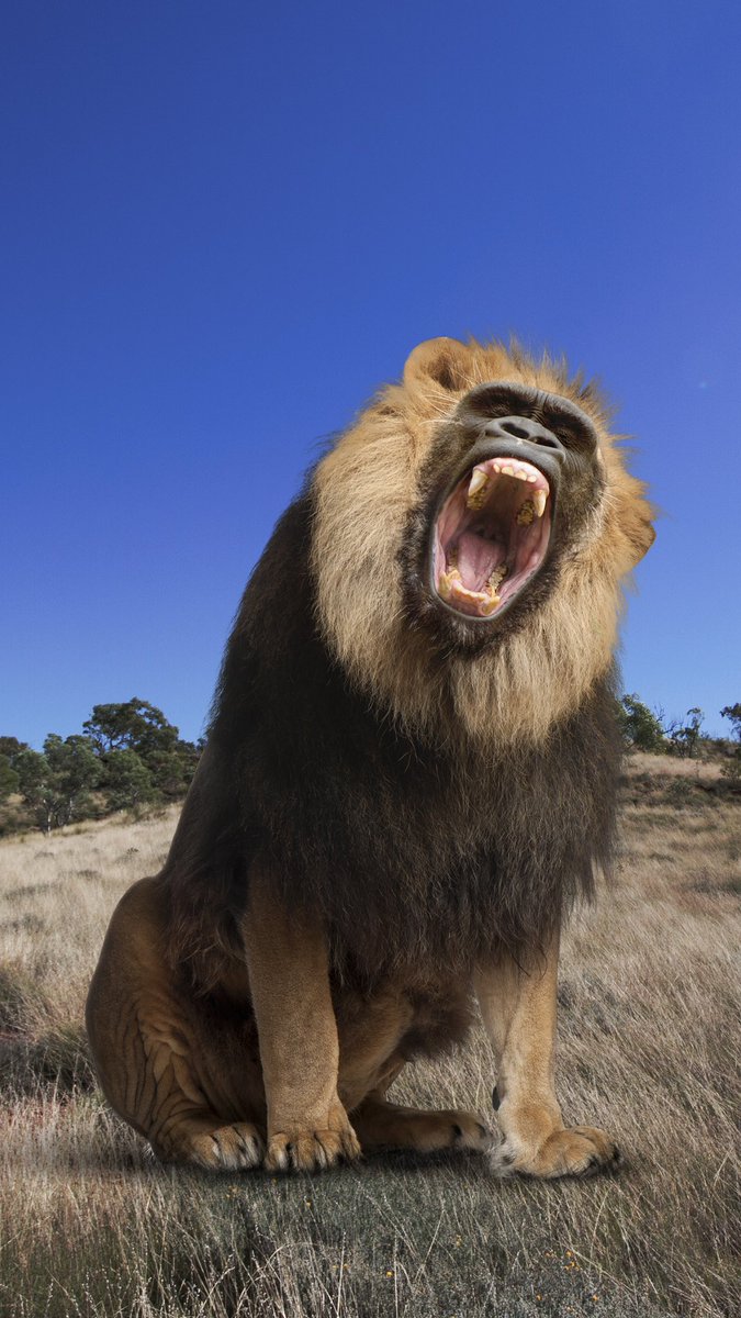 CryptoZoo tweet media