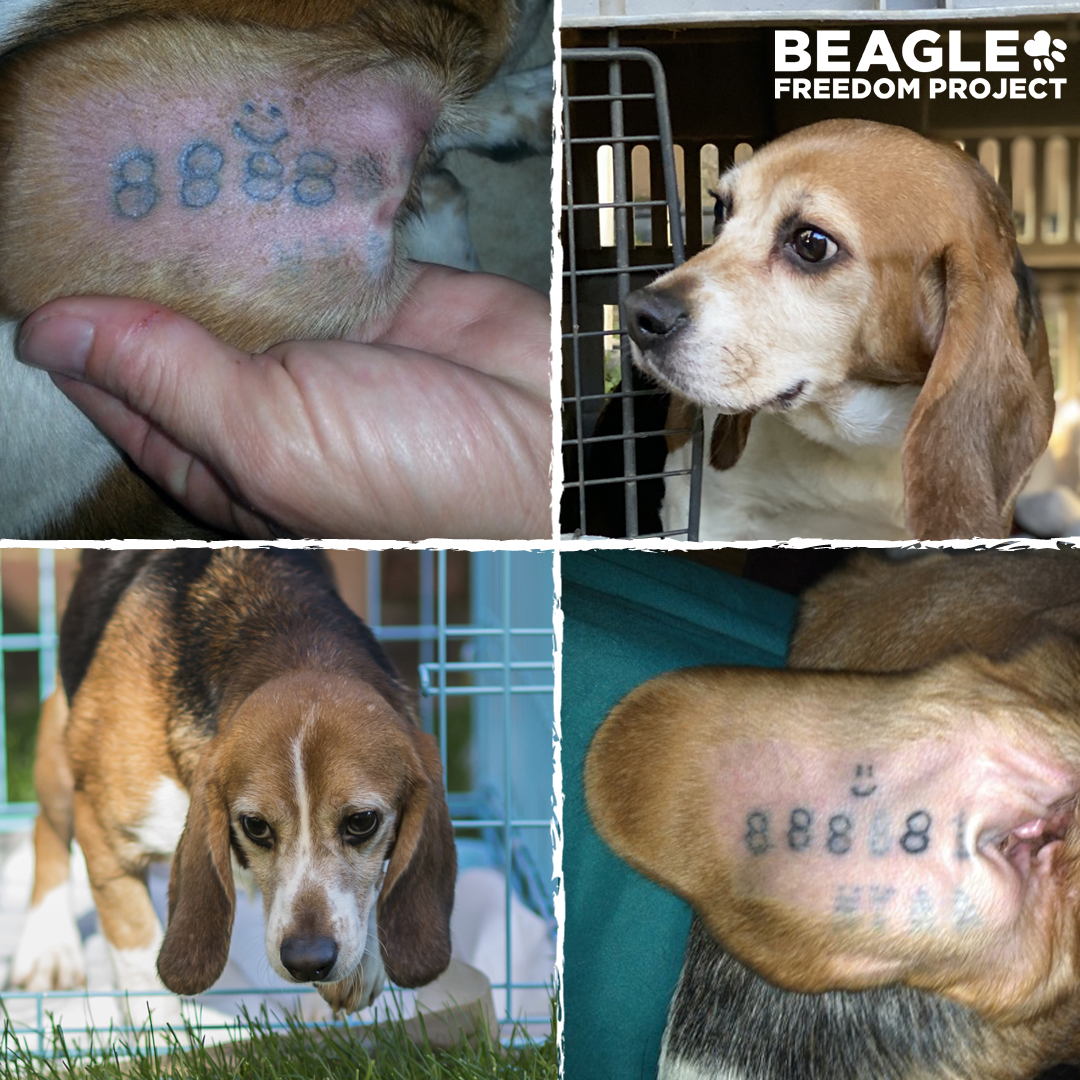 Beagle Freedom Project on Twitter: Beagle Freedom Project on Twitter: