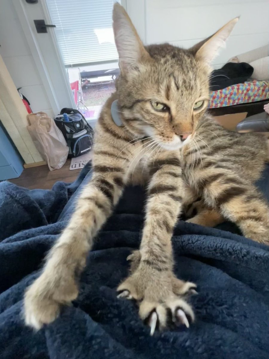 Dobby #RIPLucky 🌈 💖 tweet media