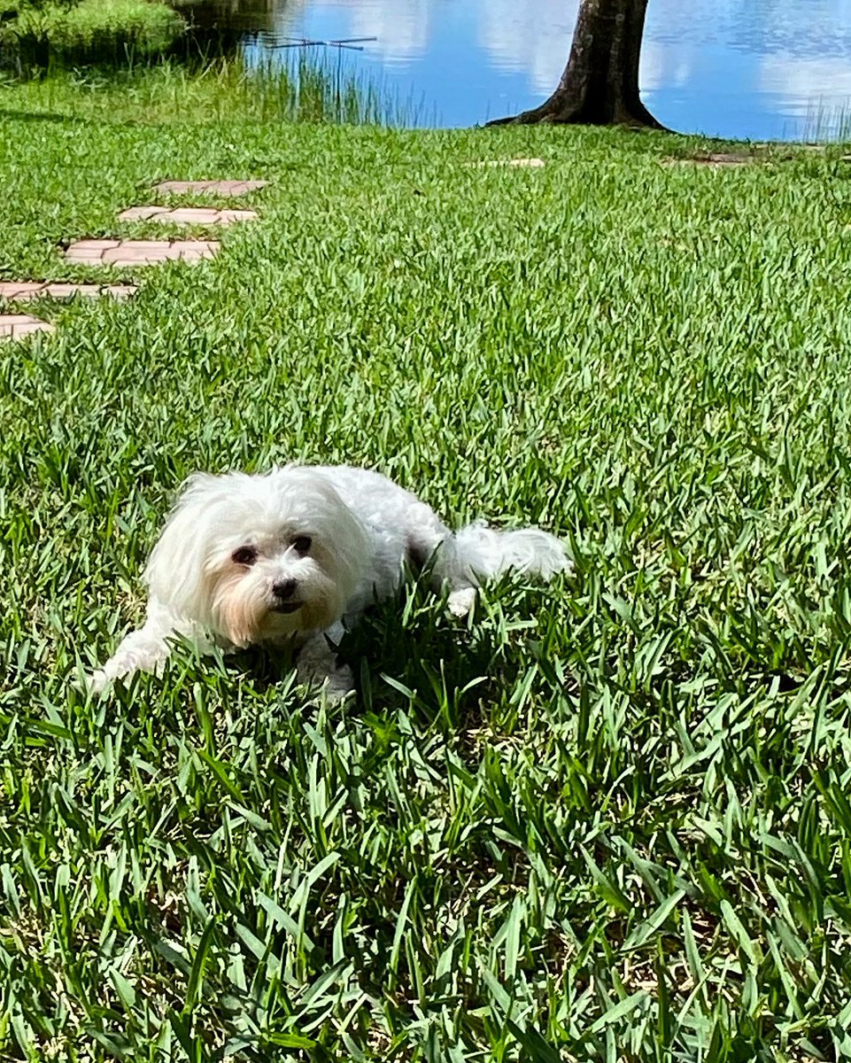 MiamiMalteses's tweet photo. I’ll be in shortly after my sun bath.  #sugar #themiamimalteses #soflochristmas #cutedogs https://t.co/mgUXrGNpE2