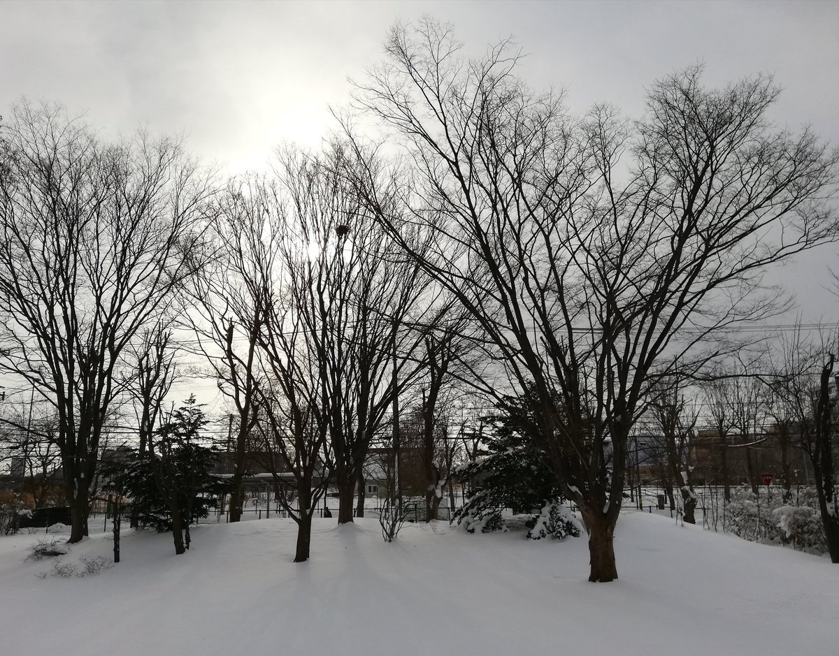 feelgoodcom's tweet image. おはようございます😊

職場に入る除雪業者が昨年から変わったのですが···除雪が雑過ぎる😨‼️っつか、契約箇所なのに全然やってないとこもある😡💢
車停められないだろがー💢

と怒りに手が震えました(笑)

余計なストレスがじゃっかん増える北海道の冬です
#札幌の朝