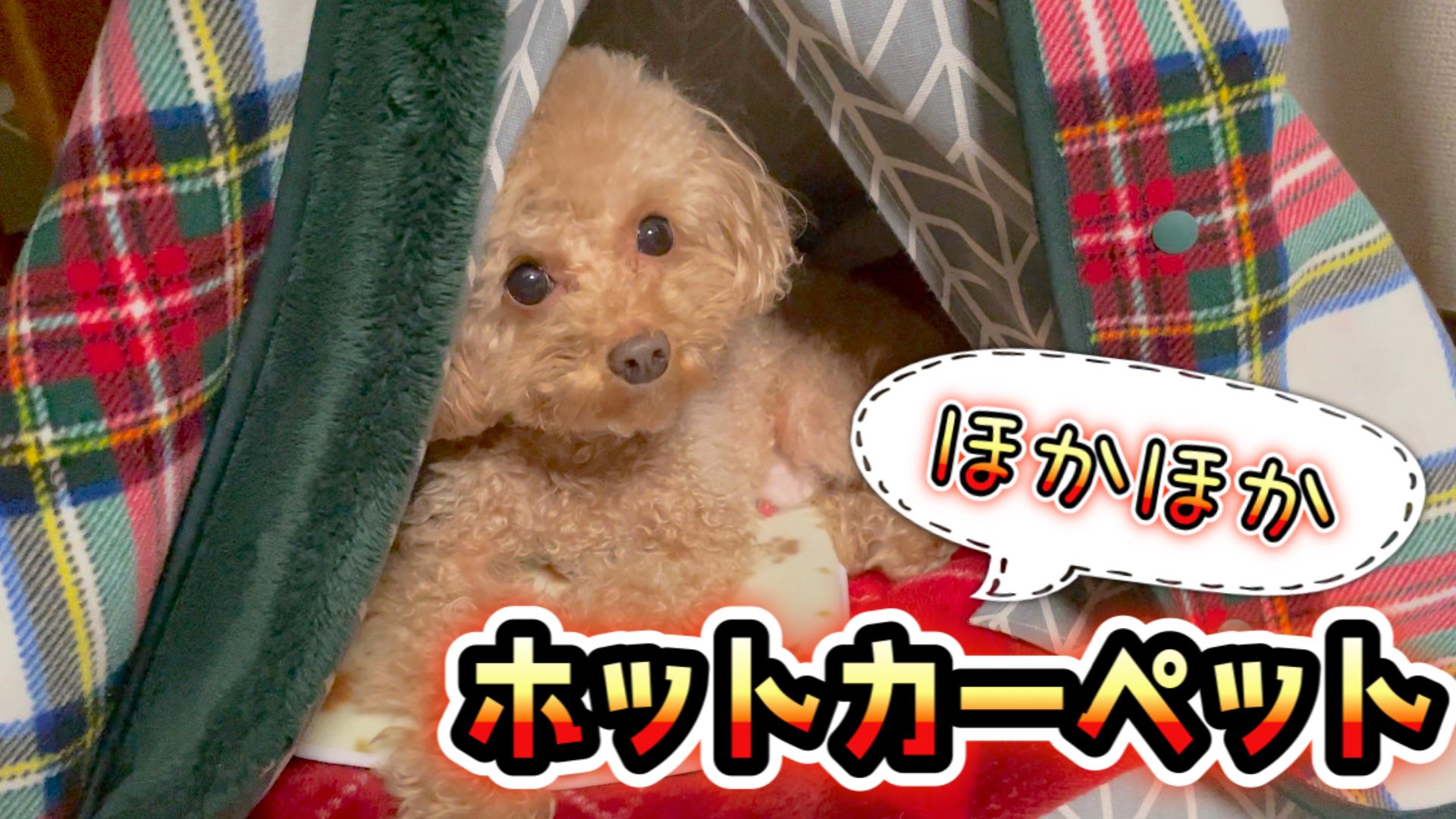 ティーカッププードル カイト Teacuppoodle K Twitter